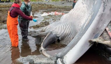 Preliminary necropsy shows dead fin whale in Seward had injuries consistent with vessel strike