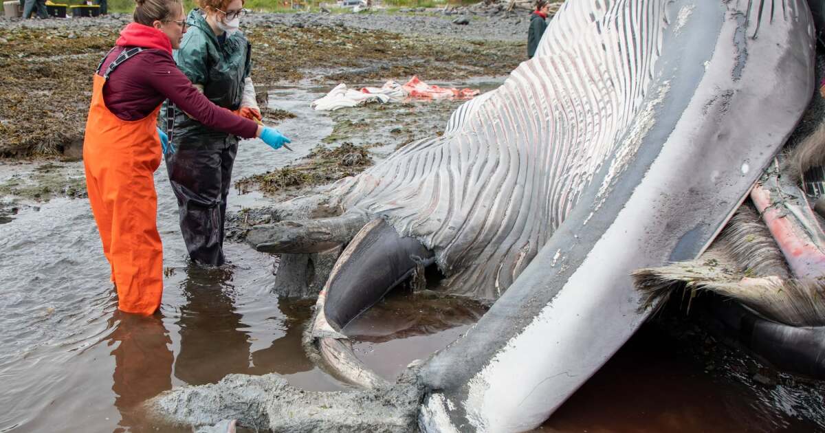 Preliminary necropsy shows dead fin whale in Seward had injuries consistent with vessel strike