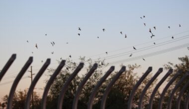 This cool tunnel in Phoenix is home to about 10,000 bats