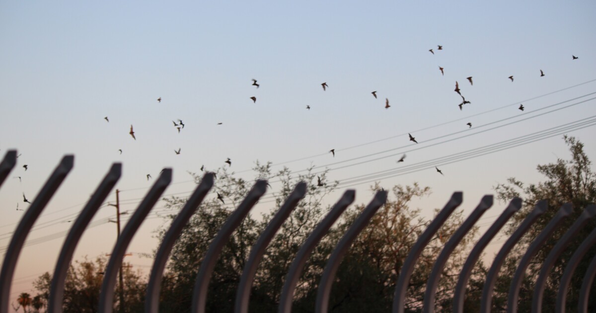 This cool tunnel in Phoenix is home to about 10,000 bats