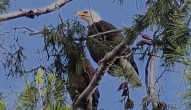Bald eagle couple in LA