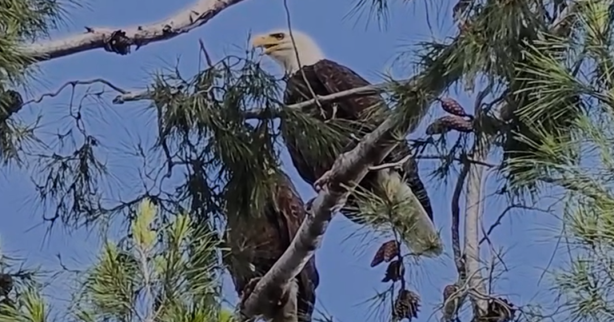 Bald eagle couple in LA