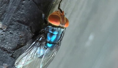 What to know about the New World screwworm fly, now in US