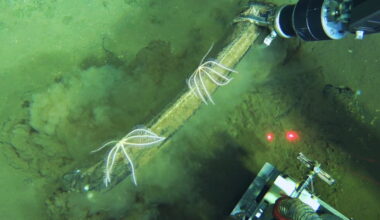 Underwater whale graveyard is home to jellyfish and bone-eating worms