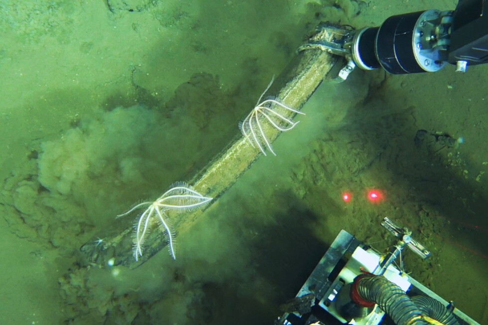 Underwater whale graveyard is home to jellyfish and bone-eating worms