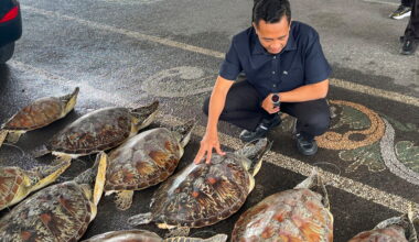 Bali police say they foiled illegal trade of 21 green sea turtles