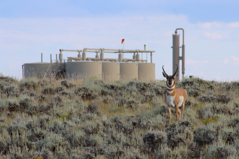 Group recommends long-sought pronghorn path protections