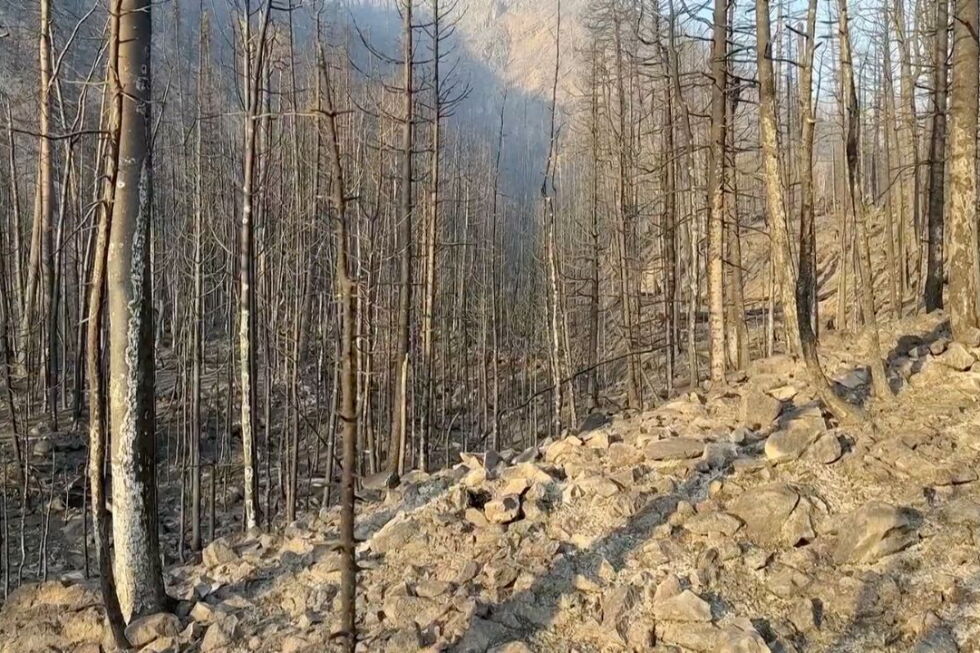 Largest wildfire in the US burns through forests in Utah