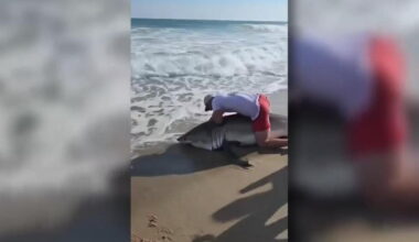 Fisherman reels in nine-foot white shark near Nantucket