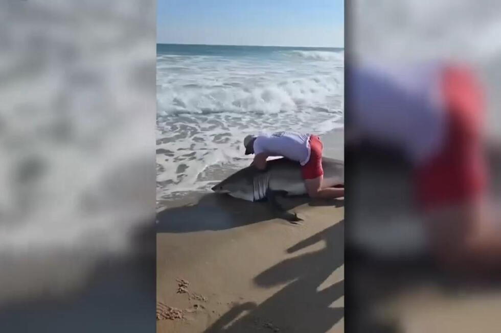 Fisherman reels in nine-foot white shark near Nantucket