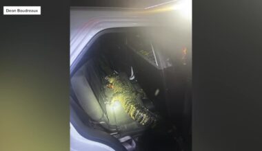 Alligator captured in Port Barre after predawn call; dog reported missing