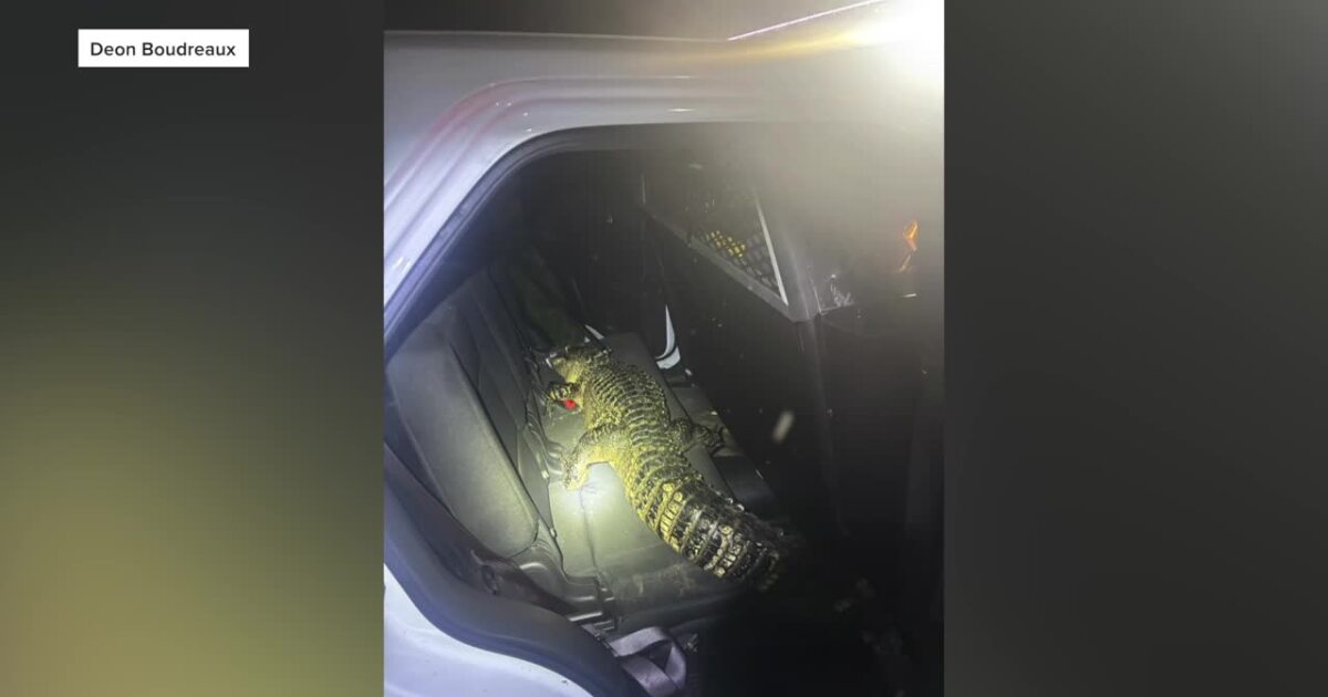 Alligator captured in Port Barre after predawn call; dog reported missing