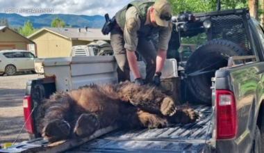 Montana teen shoots charging grizzly bear in his backyard