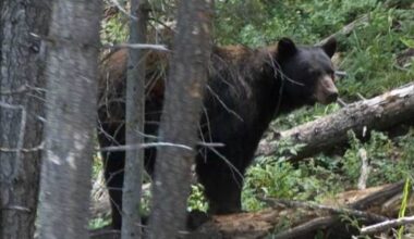 Public encouraged to stay aware after multiple black bear sightings in KY