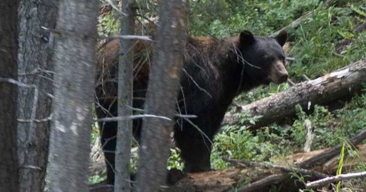 Public encouraged to stay aware after multiple black bear sightings in KY