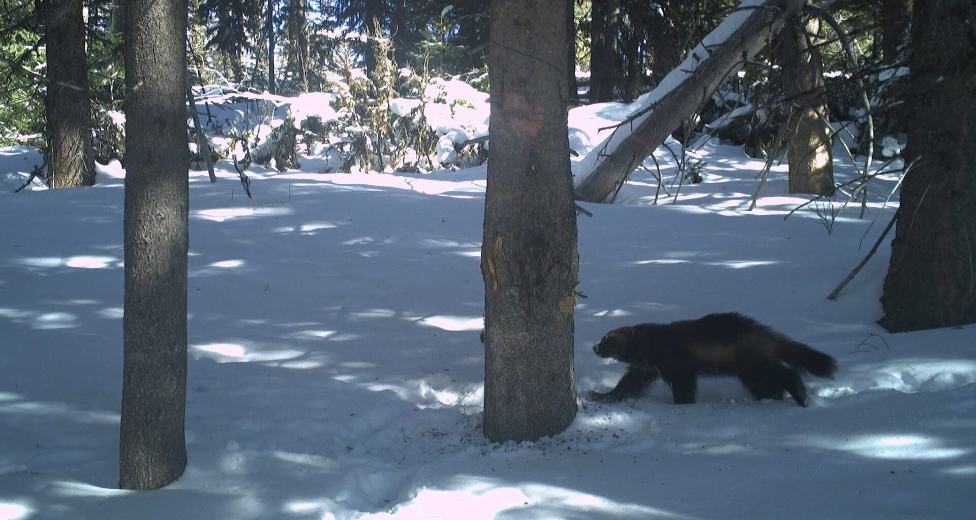 Last winter, Payette National Forest wildlife biologists set up seven game cameras and captured several images of wolverines.