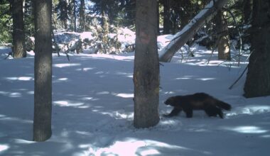 Last winter, Payette National Forest wildlife biologists set up seven game cameras and captured several images of wolverines.