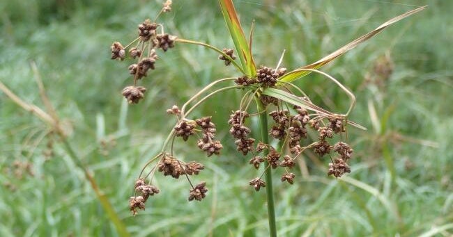 usfws-northeastern-bulrush-flower-head-medium.jpg