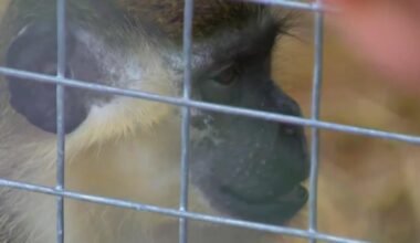 Missing vervet monkey spotted in Ft. Lauderdale neighborhood may belong to Dania Beach sanctuary, experts say