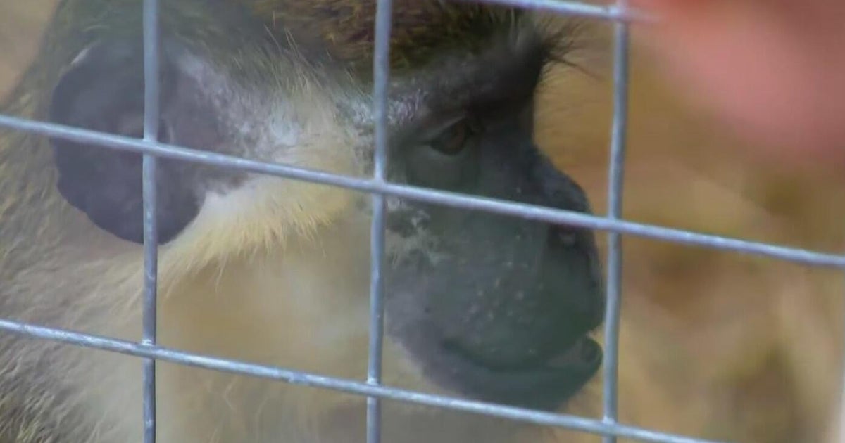 Missing vervet monkey spotted in Ft. Lauderdale neighborhood may belong to Dania Beach sanctuary, experts say
