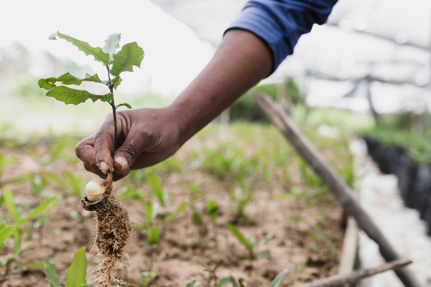 Minnesota Department of Natural Resources Begins New Phase for Tree-Planting Program