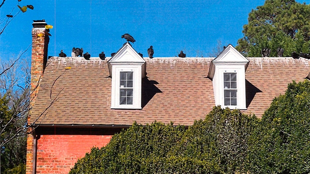 Several black vultures perch on the roof of a home in Hillsborough, North Carolina, amid a dispute over feeding wildlife in a residential neighborhood.