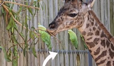 Disney Reveals Name of Masai Giraffe Born Recently at Walt Disney World