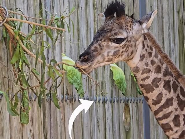 Disney Reveals Name of Masai Giraffe Born Recently at Walt Disney World