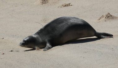 Monk seal pup ‘Anela relocated to less-crowded Oahu beach