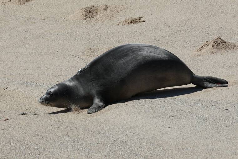 COURTESY NOAA
Hawaiian monk seal pup Anela has been outfitted with a temporary satellite tag to track her movements after being relocated to a remote beach on Oahu.