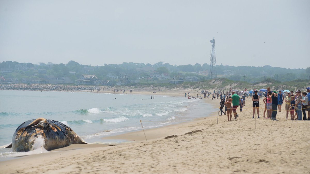 Whale washes ashore on Block Island – NBC Boston