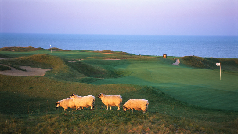 Blackface Highland sheep graze along putting greens at Whistling Straits Straits Course on Lake Michigan.