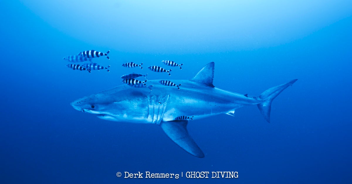 Great white shark captured on video in Mediterranean Sea in "insane" sighting