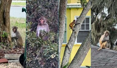 Monkey spotted near Mount Dora's Lakeside Inn as sightings continue across Central Florida