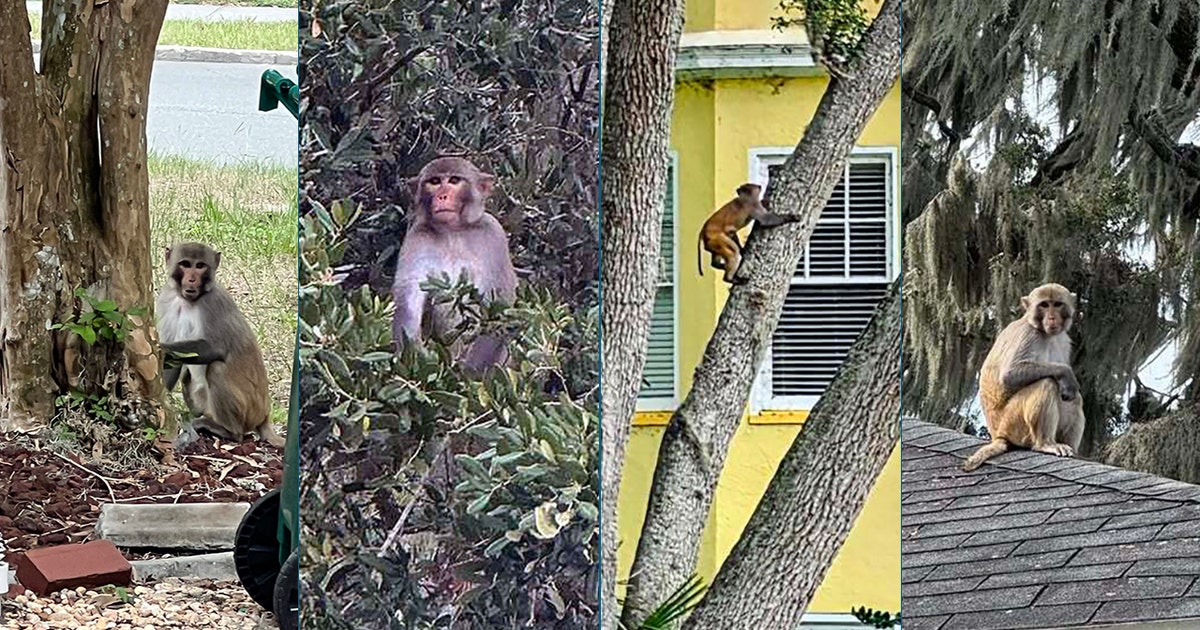 Monkey spotted near Mount Dora's Lakeside Inn as sightings continue across Central Florida