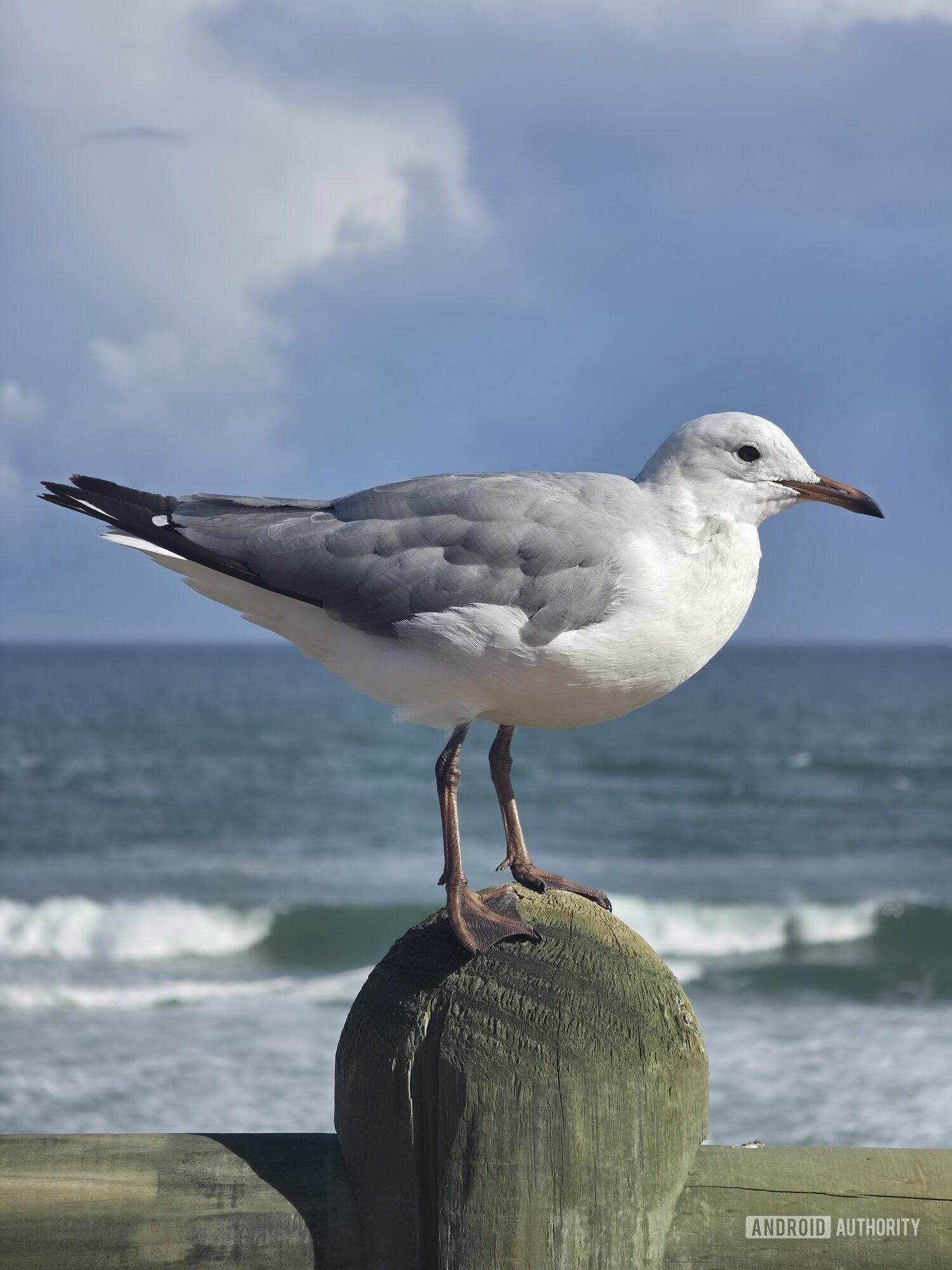zoomed in photo of seagull