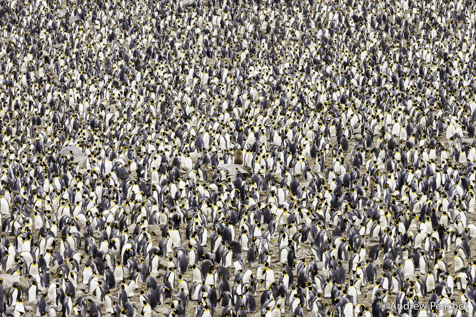 A dense colony of king penguins, with thousands of birds standing closely together on a rocky ground, their yellow and black markings visible across the crowd.