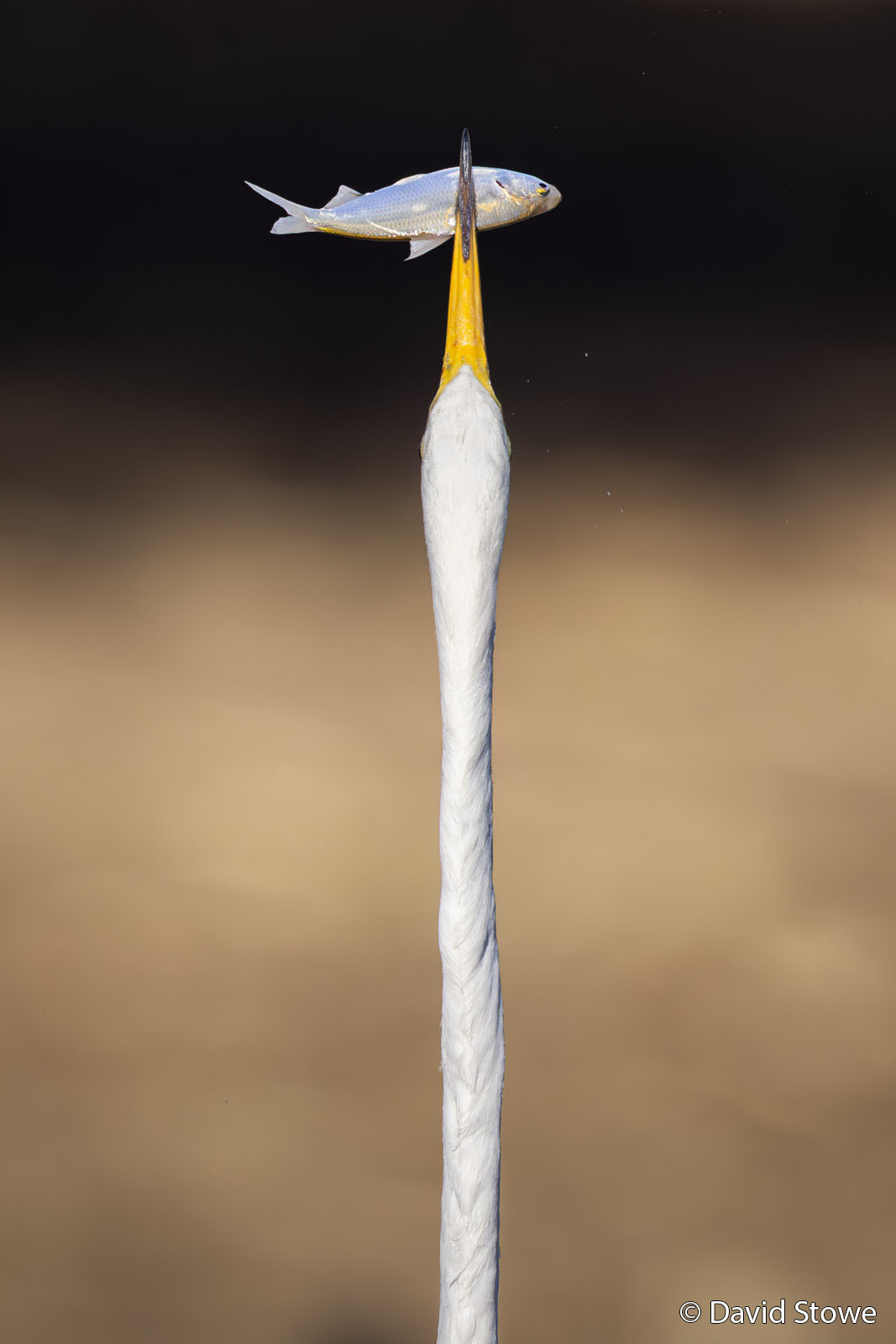 A tall white bird with a long neck, viewed from behind, tosses a small silver fish into the air from the tip of its yellow beak against a blurred brown background.