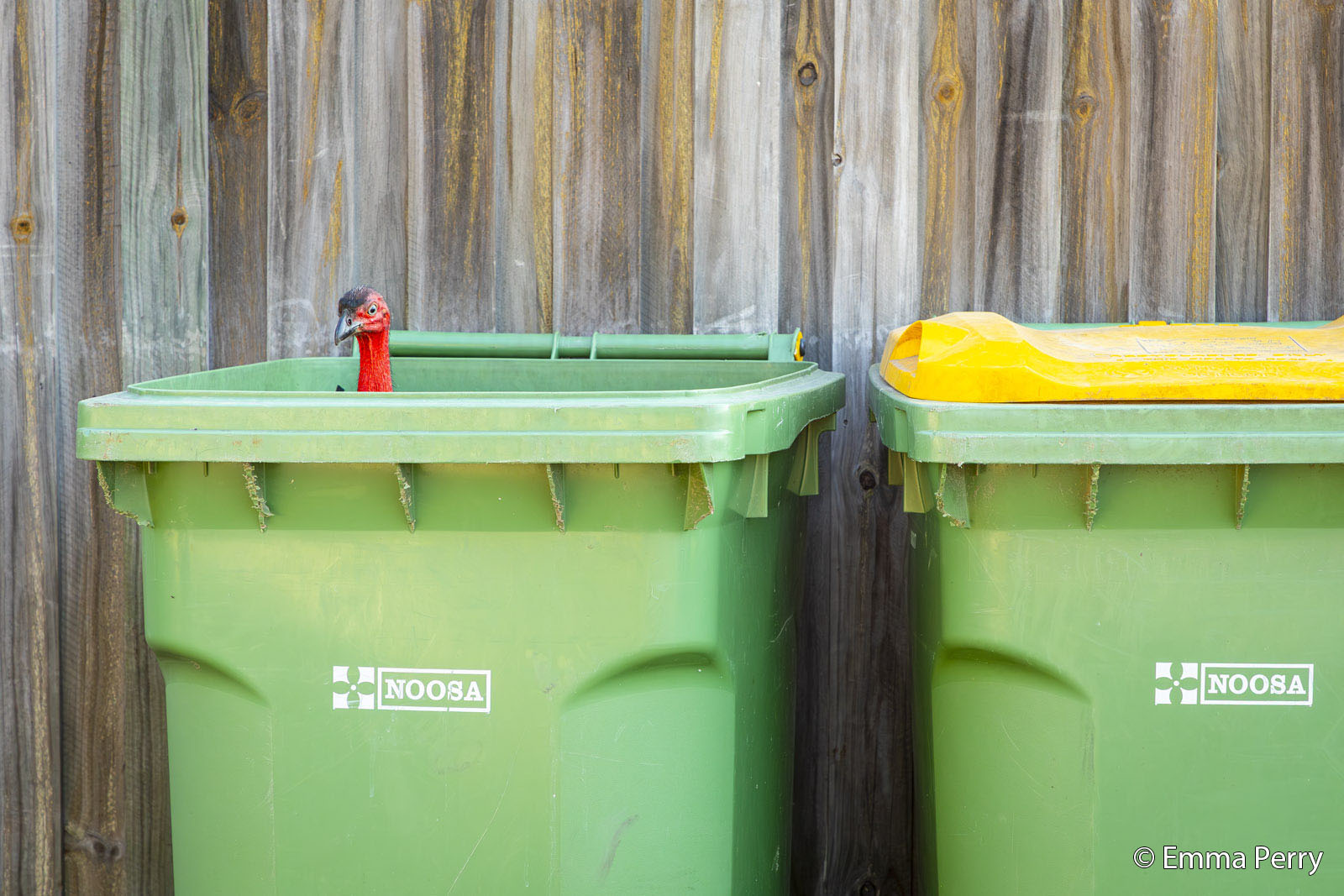 A green trash bin labeled "Noosa" with its lid slightly open, revealing the head and neck of a red toy ostrich. Another bin with a yellow lid is beside it. A wooden fence is in the background.