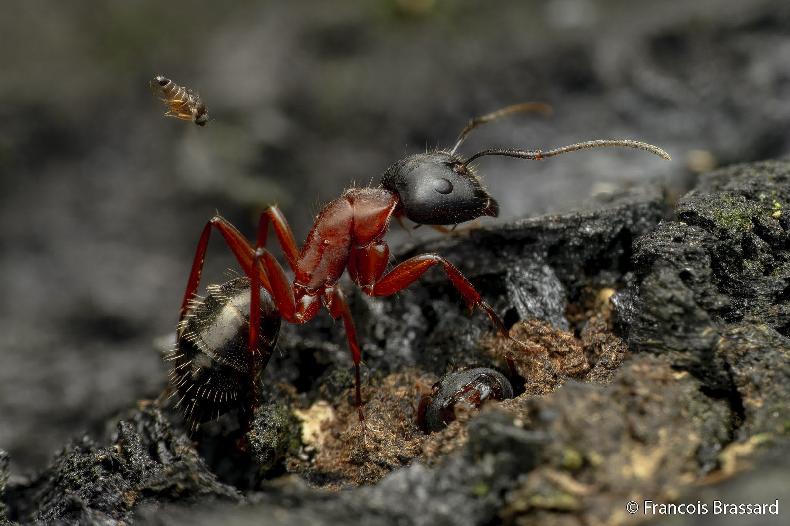 A close-up of a red and black ant on rough, dark soil, with a tiny flying insect nearby. The ant's body details and textures are sharply visible.