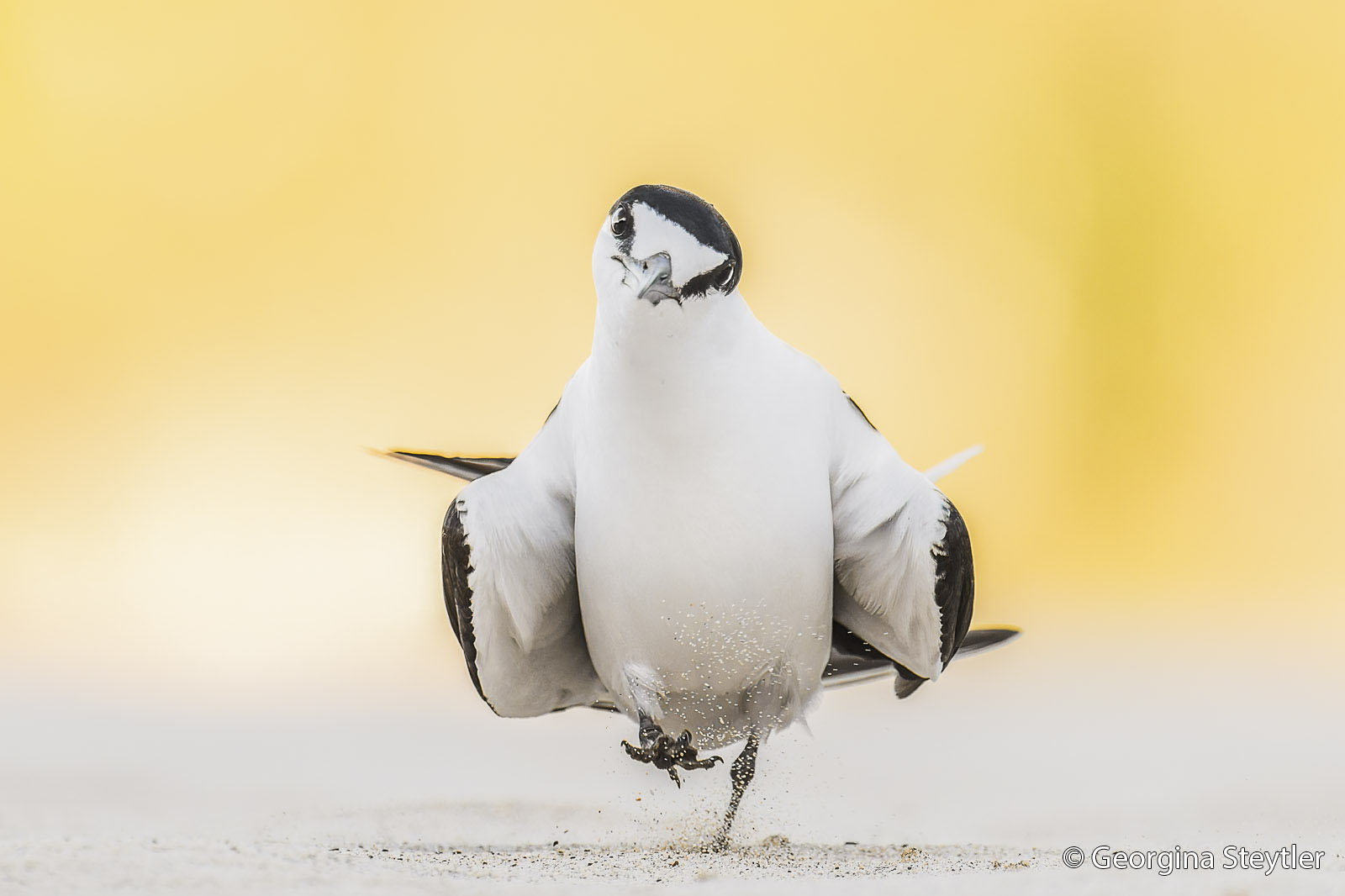 A white and black tern runs across sandy ground, wings partly spread, with sand kicking up beneath its feet. The background is a soft, blurred yellow.