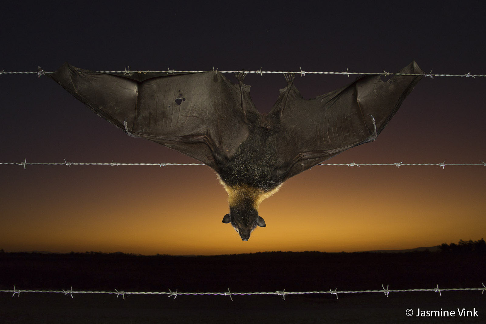 A bat is caught on a barbed wire fence at sunset, its wings spread wide against the orange and purple sky. The landscape is dark, and the bat hangs upside down, silhouetted by the fading light.