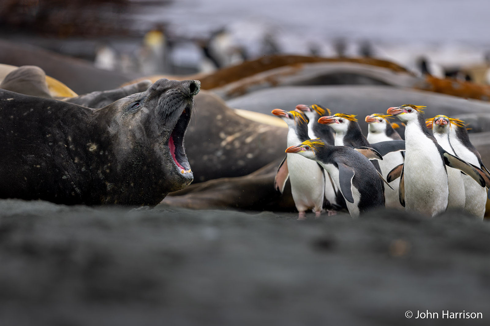A large seal with its mouth wide open faces a group of crested penguins standing closely together on a rocky shore, with more seals blurred in the background.
