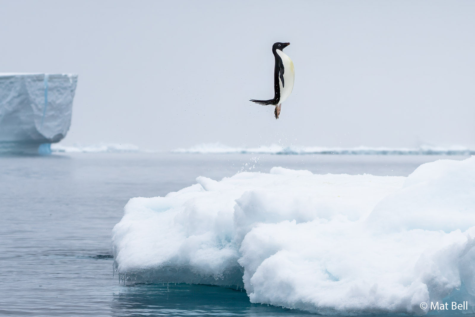 A penguin leaps out of the water onto an ice floe surrounded by icy blue water and distant icebergs, under a cloudy sky.
