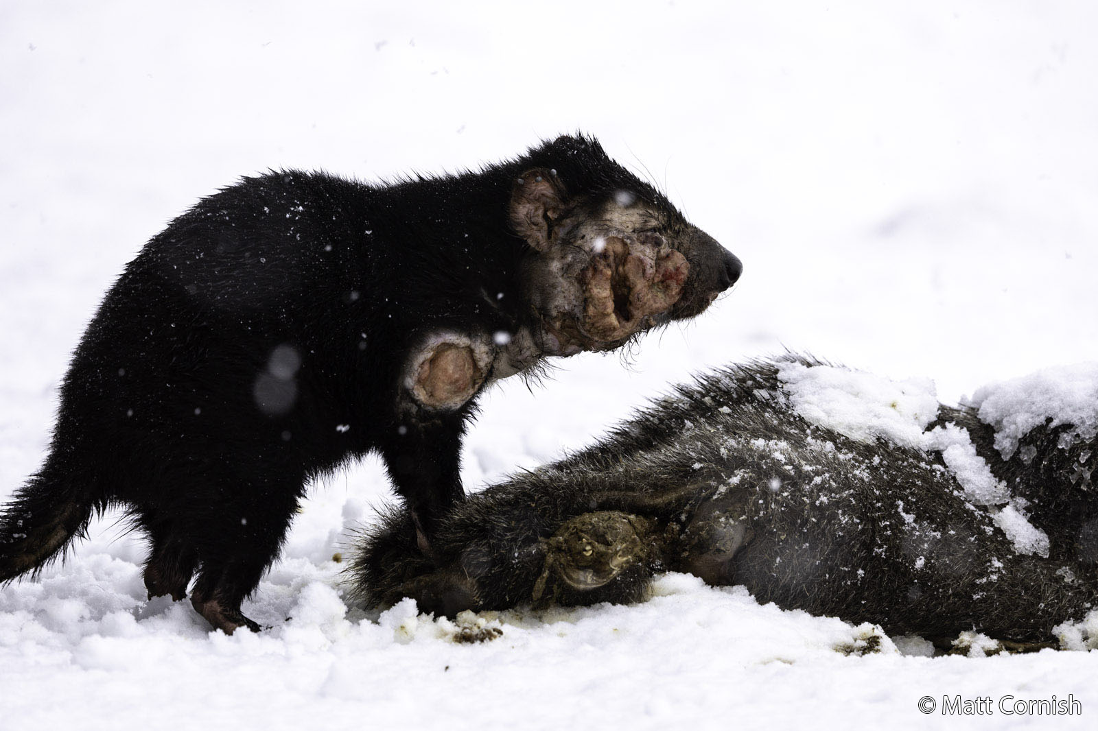 A Tasmanian devil with visible facial tumors stands in snow beside the carcass of a dead animal. Snowflakes are falling and the background is white.
