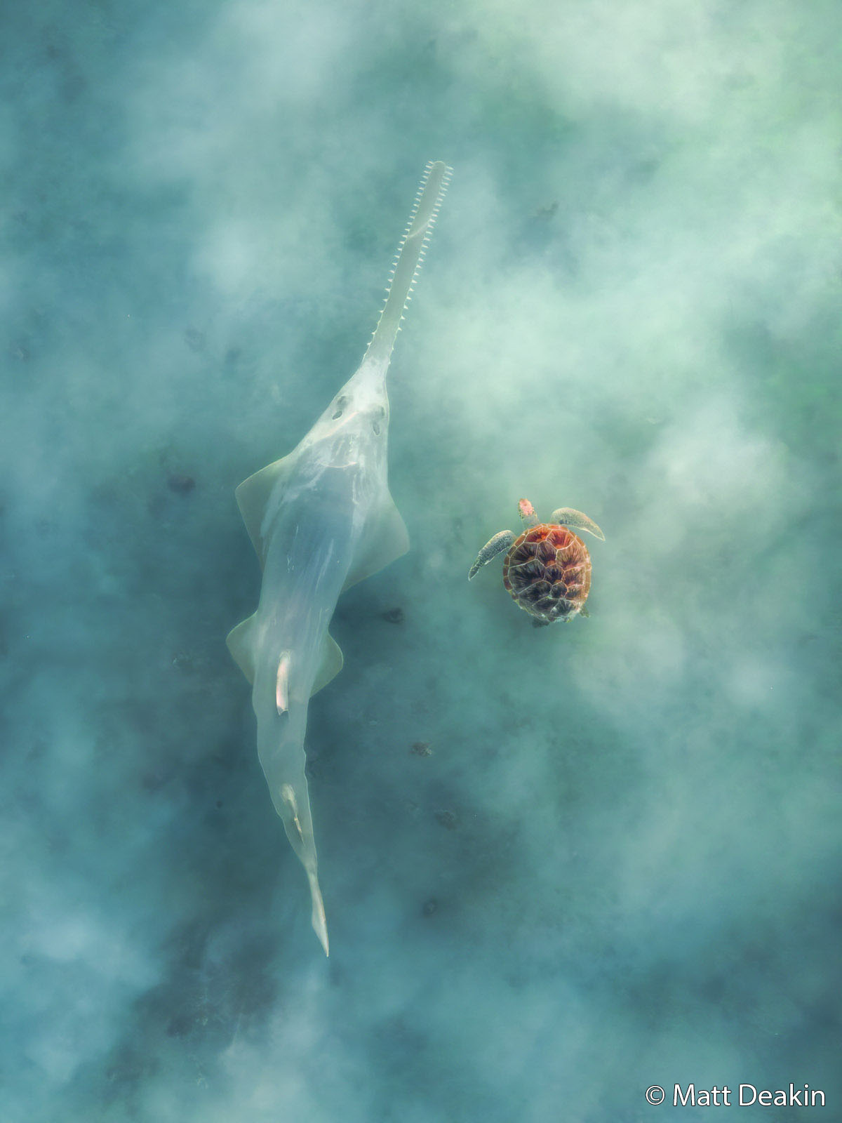 A sawfish and a sea turtle swim side by side in clear, blue water. The sawfish's long, flat snout and the turtle's patterned shell are both visible from above. Light filters through the misty water.