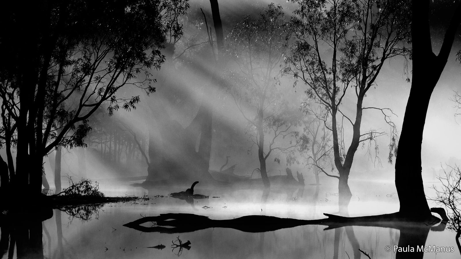 A black and white photo of a misty lake surrounded by trees. Sunlight streams through the fog and branches, casting dramatic rays and reflections on the still water. © Paula McManus.