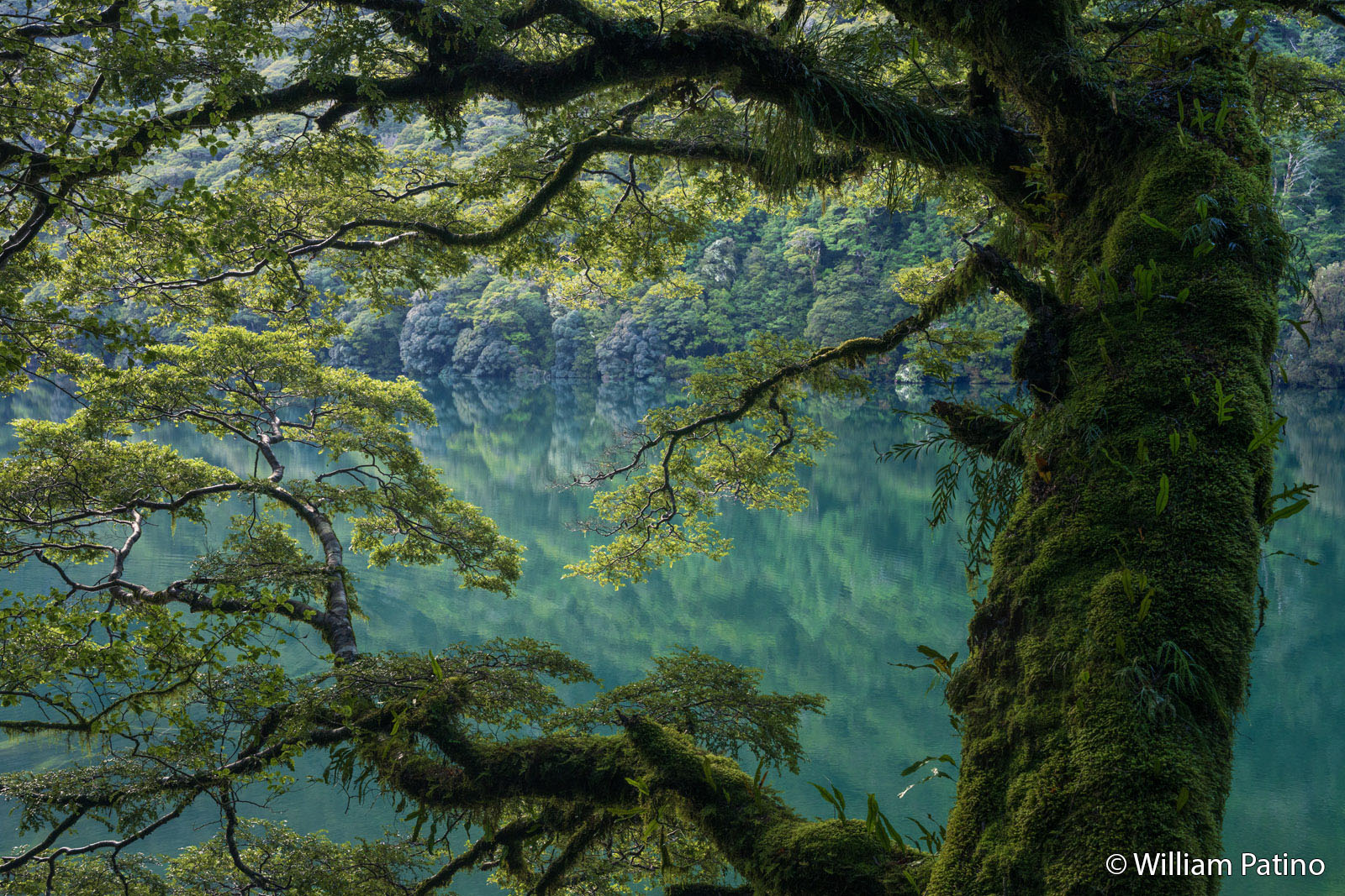 A large moss-covered tree branch extends over a calm, turquoise lake, reflecting a lush green forest on the opposite shore. Dappled sunlight filters through the dense leaves, creating a serene, natural scene.