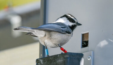 Cheating Chickadees Are Seduced by Smarts