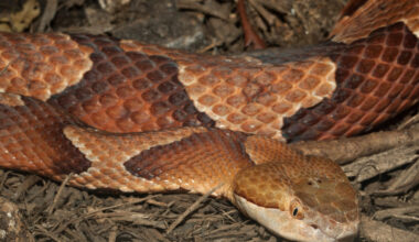 These South Carolina animals will hunt copperhead snakes